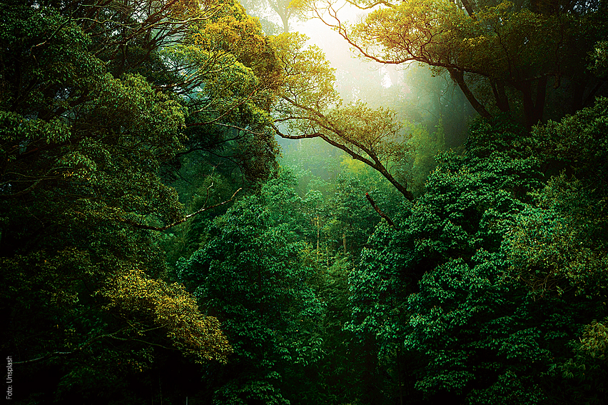 Solen lyser mellan träden i regnskogen